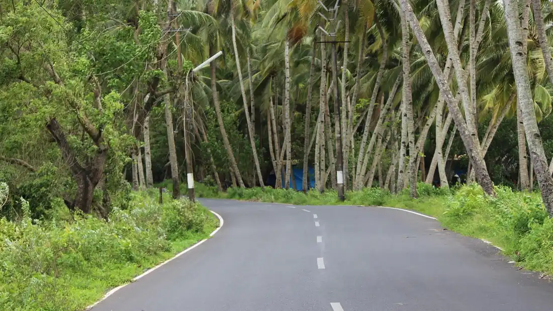Complete palm-lined road in South Goa
